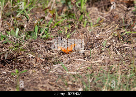 Gulf fritillary butterfly on dry, brown grass in a meadow