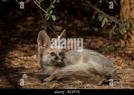 Israel, Negev Desert, Blanford's Fox (Vulpes cana) a small fox found in certain regions of the Middle East. Stock Photo