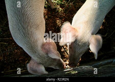 Two happy pigs in farmyard waiting for breakfast Stock Photo