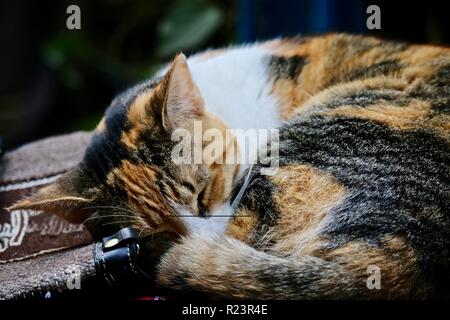 A calico cat curled up sleeping on bags at an outdoor market Stock Photo