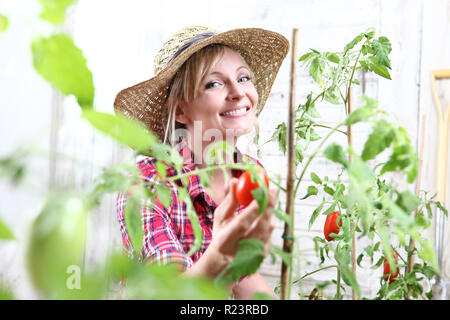 smiling woman in vegetable garden, hand picking cherry tomato close up Stock Photo
