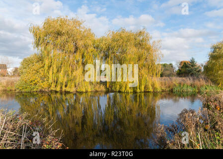 Weeping Willow trees,Salix babylonica, on the bank of the River Avon in Stratford-upon-Avon, Warwickshire Stock Photo