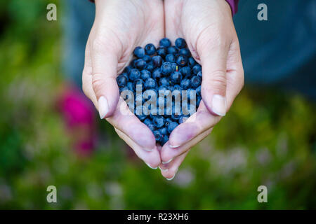 Photo from above of man's hand with blueberry Stock Photo