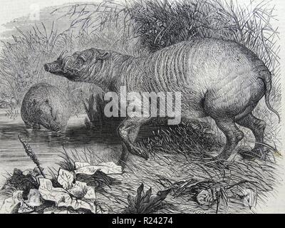 Engraving depicting the Barbarossa, a recent addition to the Zoological Society's Gardens, Regent's Park, London. Dated 1860 Stock Photo