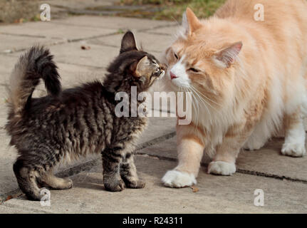 A norwegian forest cat kitten and an adult male meeting friendly outdoors in garden Stock Photo