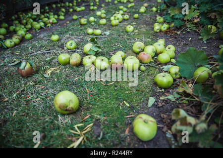 A close-up shot of green apples lying on the grass of a lawn, they have fallen from a tree as autumn begins. Stock Photo