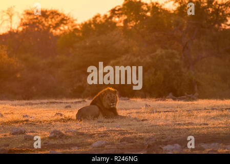 Male lion in Etosha National Park, Namibia