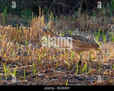 Bittern Botaurus stellaris feeding Minsmere RSPB reserve Suffolk November Stock Photo