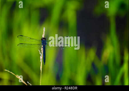 Close up of a black and blue dragon fly rests on a grass stem  with copy space available in the green and black background. Stock Photo