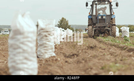 The tractor plows and digs out the carft. White full sacks of potatoes are standing in the field. Harvesting potatoes in the field. Stock Photo