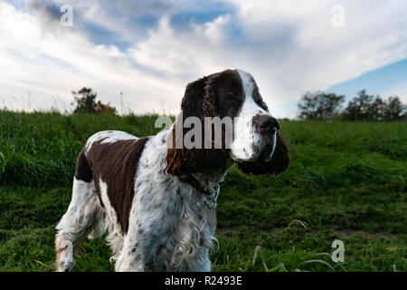 English Springer Spaniel Stock Photo