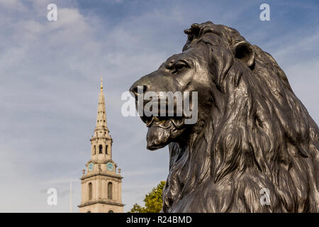 Lion and St. Martins in the Fields church in the background in Trafalgar Square, London, England, United Kingdom, Europe Stock Photo