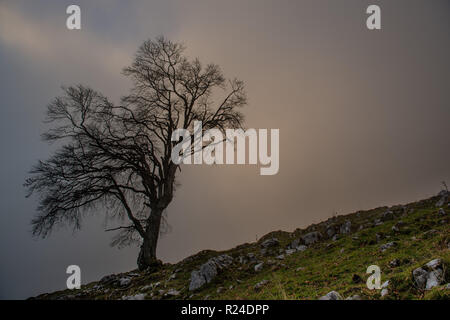 ancient trees immersed in the fog Stock Photo