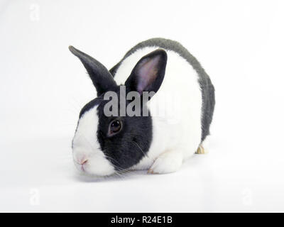 Studio shots of a dutch rabbit Stock Photo