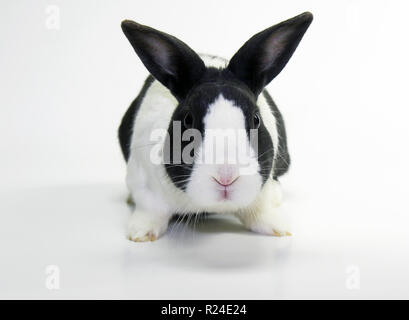 Studio shots of a dutch rabbit Stock Photo