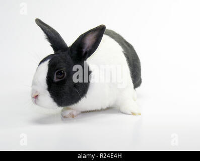 Studio shots of a dutch rabbit Stock Photo