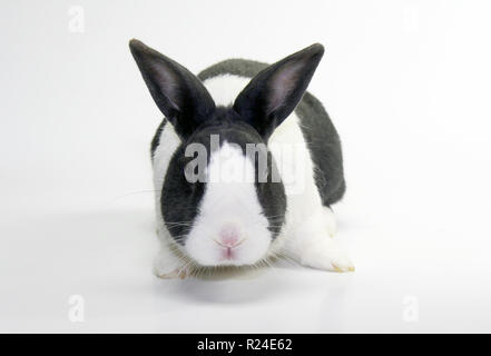 Studio shots of a dutch rabbit Stock Photo