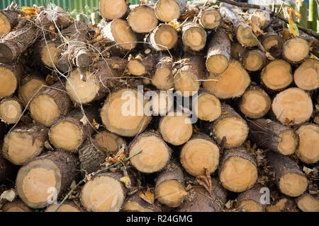 large pile of freshly cut logs staked and piled up outside on an Autumn  sunny day in England Stock Photo