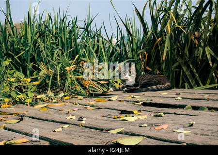 Tabby cat lies on a wooden bridge on the bank of the river in sedge thickets Stock Photo