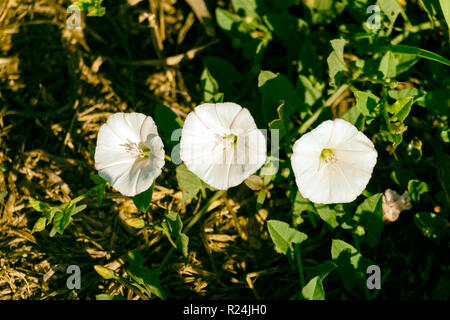 White cone-shaped flowers of hedge bindweed (Calystegia sepium) Stock Photo
