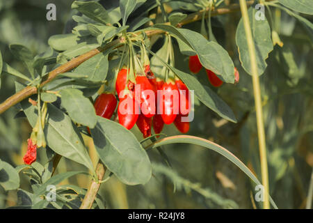 Ripe goji berries in green foliage (Lycium barbarum) Stock Photo