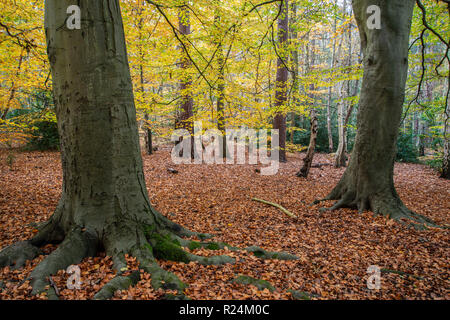 Mixed Woodland in autumn. Surrey, UK. Stock Photo