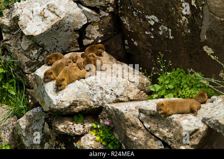 Family of  Rock Hyrax, (Procavia capensis syriaca) Photographed Golan Heights Stock Photo