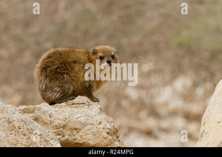 Rock Hyrax, (Procavia capensis syriaca) Photographed in Israel, Judean Desert Stock Photo