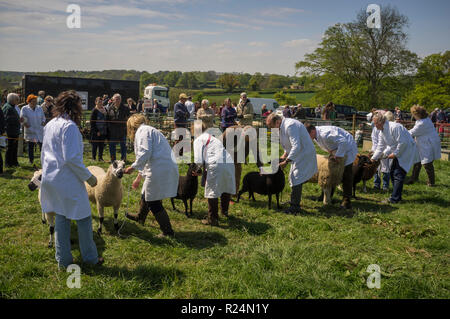 Judging the sheep at Lambourn Vintage Machinery Show, Berkshire Stock Photo