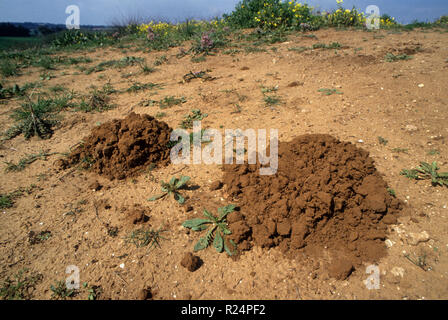 Soil mounds of the Middle East blind mole-rat in a field Stock Photo