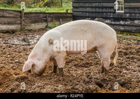 Big pig seacrhing for food in the mud in front of a wooden farm building Stock Photo