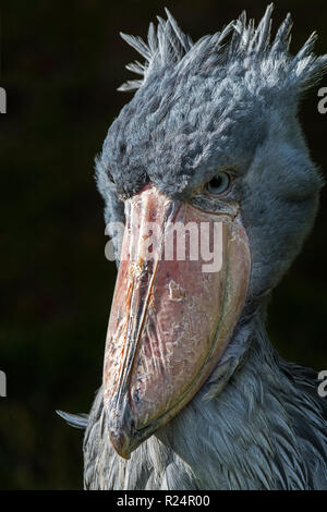 Close up portrait of shoebill / whalehead / shoe-billed stork (Balaeniceps rex) native to tropical east Africa Stock Photo