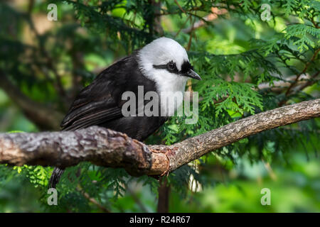 Sumatran laughingthrush / black-and-white laughingthrush (Garrulax bicolor) endemic to the Indonesian island of Sumatra Stock Photo