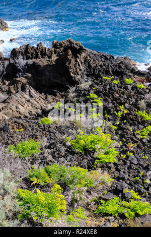 Plants growing in Volcanic Lava, Los Cancajos, La Palma, Canary Island Stock Photo