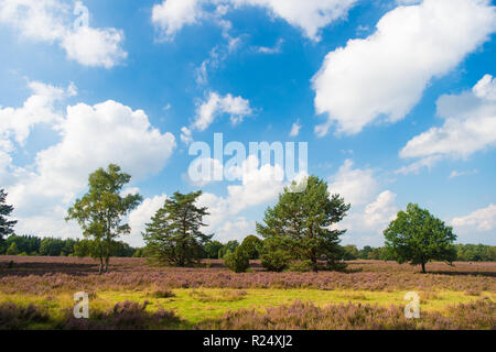 Buoyed by climate change invasive plant taking over landscape. Nature landscape with trees blue sky and purple flowers. Landscape idyllic scene. Cloudy day at field. Why meadow turning purple. Stock Photo