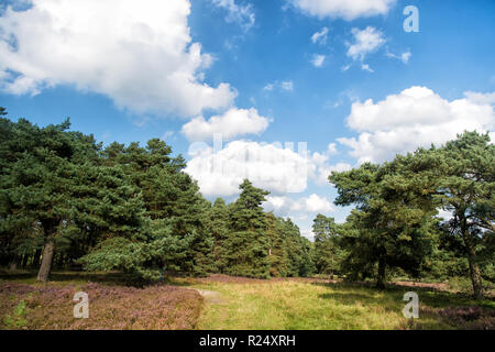 Why meadow turning purple. Buoyed by climate change invasive plant taking over landscape. Nature landscape with trees blue sky and purple flowers. Landscape idyllic scene. Cloudy day at field. Stock Photo