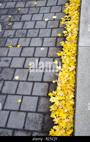 Fallen yellow maple leaves on pavement on a cold afternoon during fall/autumn Stock Photo