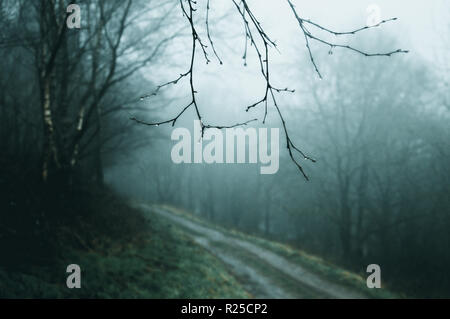 A blurred out of focus forest path on a cold, foggy winters day with twigs close up and in focus. Stock Photo