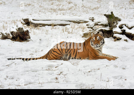 Amur Tiger Lying Down in the Snow Stock Photo