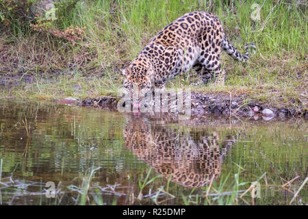 Amur Leopard Drinking from a Pool with Reflection 1 Stock Photo