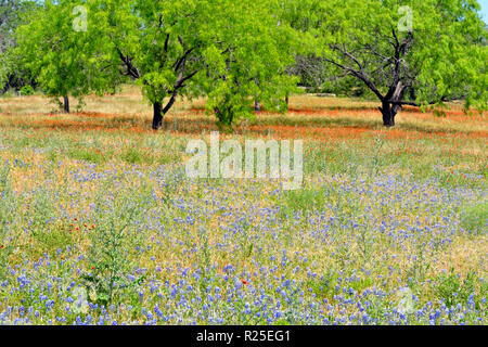 Hill Country bluebonnets blooming late in the season, Turkey Bend LCRA, Texas, USA Stock Photo