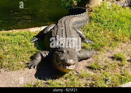 Tampa, Florida. October 25, 2018.  Big alligator on green grass at the edge of the lagoon at Bush Gardens Tampa Bay Theme Park. Stock Photo