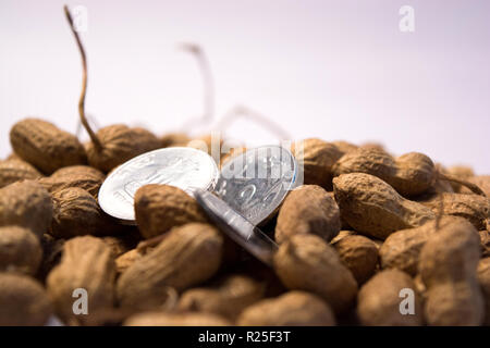 Close up of Peanuts or Groundnuts with indian coins on isolated background. Stock Photo