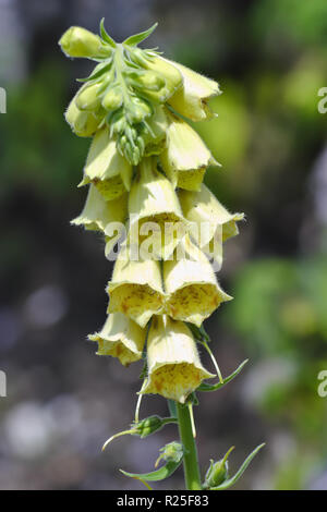 Yellow perennial foxglove, Digitalis grandiflora, Bavaria, Germany, Europe Stock Photo