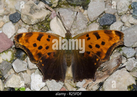 Eastern Comma, Polygonia comma Stock Photo