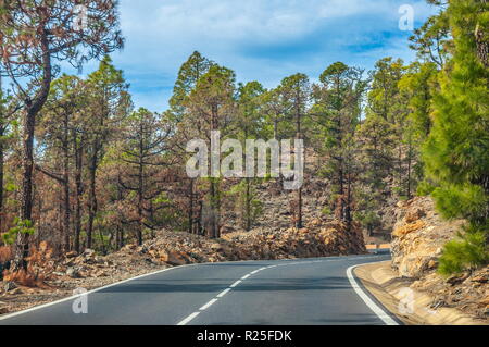 Road along the canarian pines in the Corona Forestal Nature Park, Tenerife, Canary Islands. Stock Photo