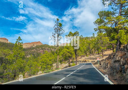 Road along the canarian pines in the Corona Forestal Nature Park, Tenerife, Canary Islands. Stock Photo