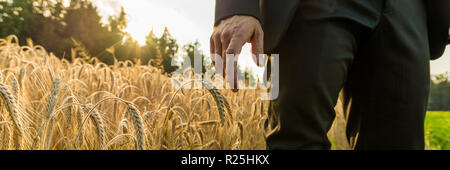 Wide view image of businessman in elegant suit standing in golden ripening wheat field touching wheat ears with his hand. Stock Photo