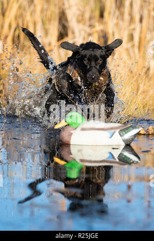 A Back Lab training for Duck hunting on an autumn day Stock Photo