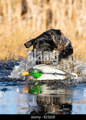 A Back Lab training for Duck hunting on an autumn day Stock Photo